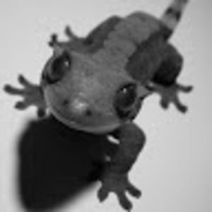 Meet your Posher, Crested